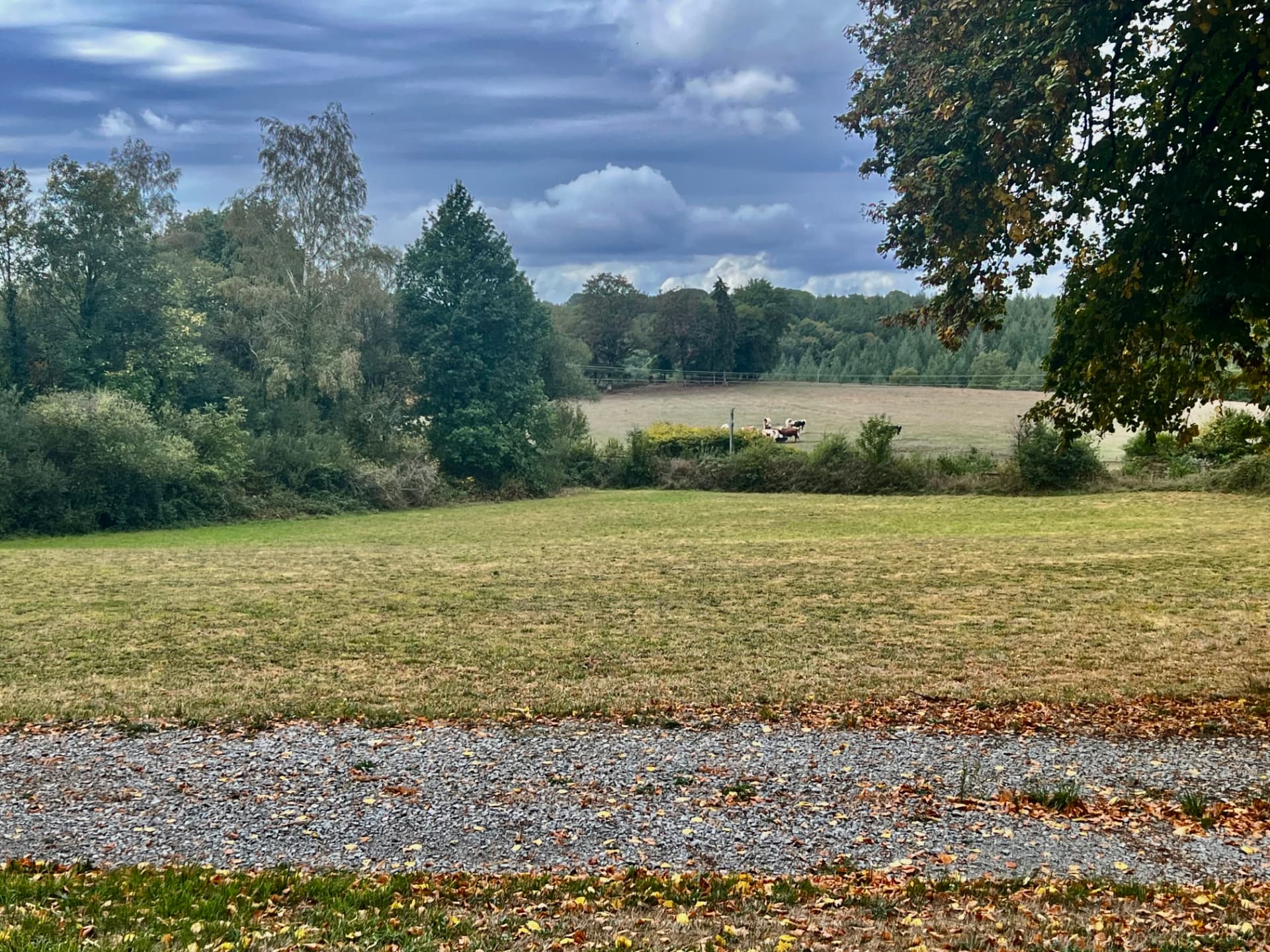 Wide open fields and grazing cattle in the peaceful countryside around the château