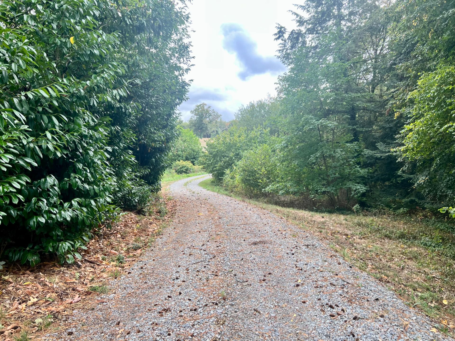 A winding gravel path beneath established trees in the château grounds